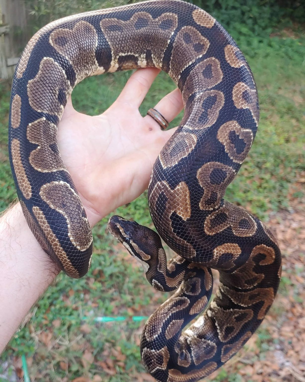 Mysterious Influx Of Ball Pythons Strikes St Johns Neighborhood The